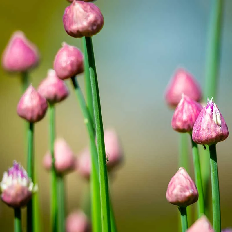 Gräslök, 6-pack 3 Gräslök, 6-pack