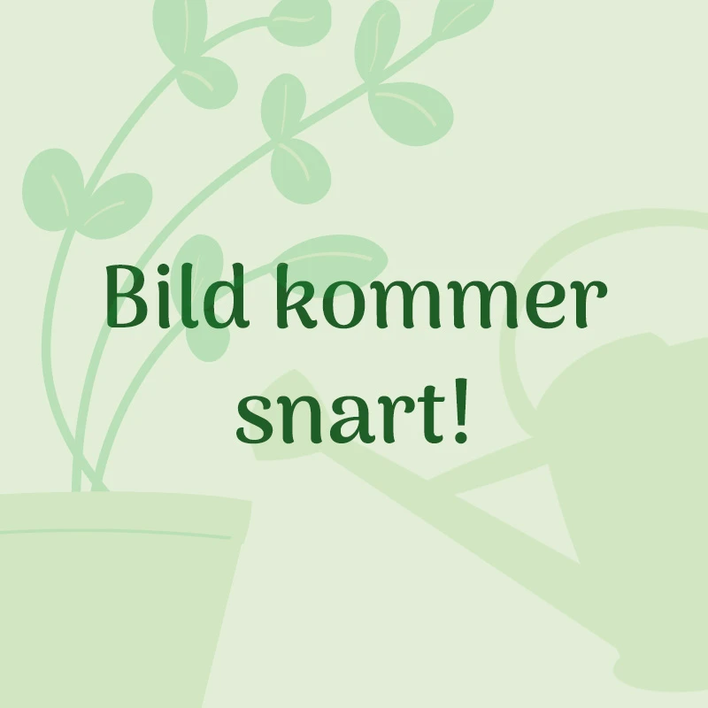 Gro-sure 4 Djupa Celler, Kit 4 Gro-sure 4 Djupa Celler, Kit - Image 2