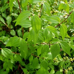 Smultronschersmin 30-50 Cm, 10-pack 7 Smultronschersmin 30-50 Cm, 10-pack -Elho Garden Shop grona blad pa smultronschersmin 1