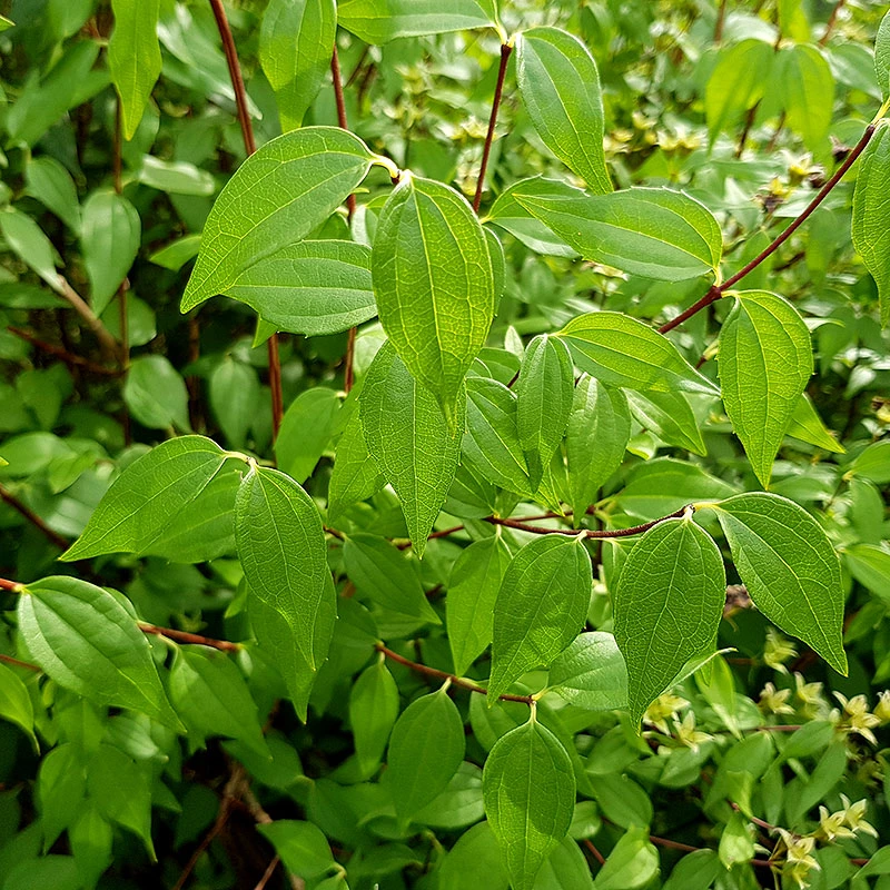 Smultronschersmin 30-50 Cm, 10-pack 5 Smultronschersmin 30-50 Cm, 10-pack - Image 3