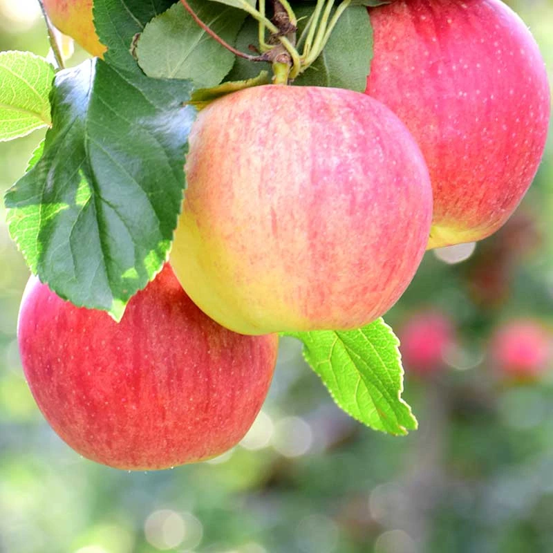 Äpple 'Gyllenkroks Astrakan' - M Uppbindn 4 Äpple 'Gyllenkroks Astrakan' - M Uppbindn - Image 2