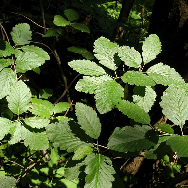 Häckoxel Fk 'Bälinge', 10-pack 4 Häckoxel Fk 'Bälinge', 10-pack - Image 2