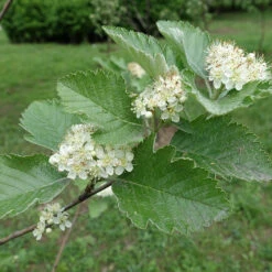 Häckoxel Fk 'Bälinge', 10-pack 8 Häckoxel Fk 'Bälinge', 10-pack -Elho Garden Shop hackoxel fk balinge i blom 1