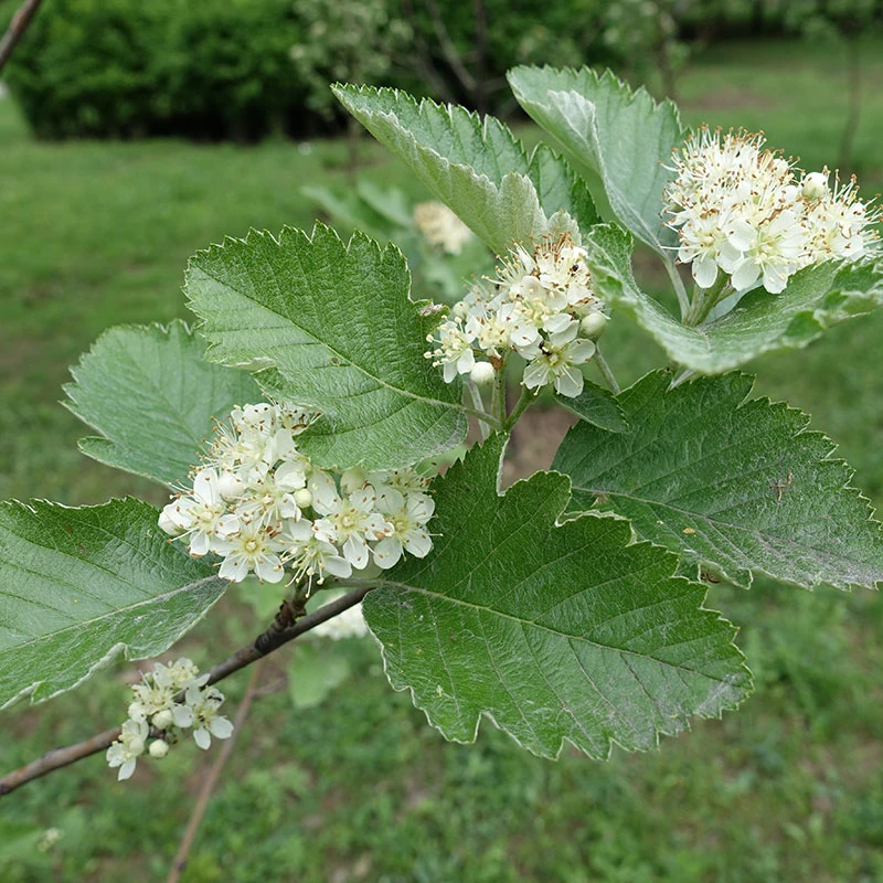 Häckoxel Fk 'Bälinge', 10-pack 5 Häckoxel Fk 'Bälinge', 10-pack - Image 3