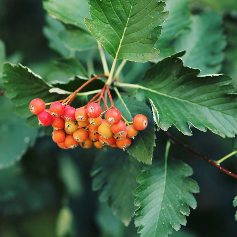 Häckoxel Fk 'Bälinge', 10-pack 3 Häckoxel Fk 'Bälinge', 10-pack