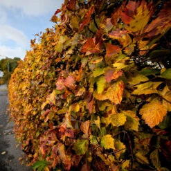 Häckoxel Fk 'Bälinge', 10-pack 9 Häckoxel Fk 'Bälinge', 10-pack -Elho Garden Shop hackoxel fk balinge pa hosten 1
