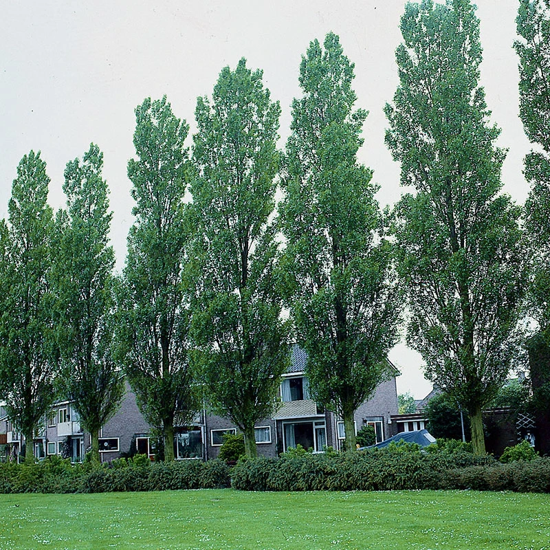 Häckpoppel, 60-100 Cm, 10-pack 4 Häckpoppel, 60-100 Cm, 10-pack - Image 2