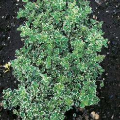 Klätterbenved 10-pack 6 Klätterbenved 10-pack -Elho Garden Shop hackvaxt marktackare klatterbenved