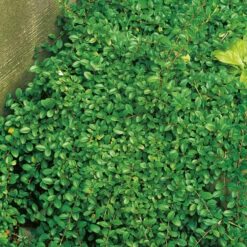 Småbladig Krypoxbär 10-pack