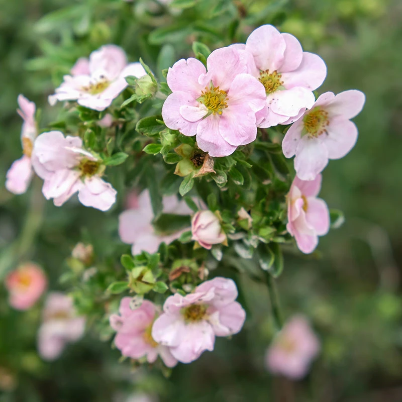 Trädgårdstok 'Pink Beauty' 10-pack 4 Trädgårdstok 'Pink Beauty' 10-pack - Image 2