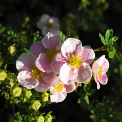 Trädgårdstok 'Pink Beauty' 10-pack 7 Trädgårdstok 'Pink Beauty' 10-pack -Elho Garden Shop hackvaxt olandstok pink beauty 2