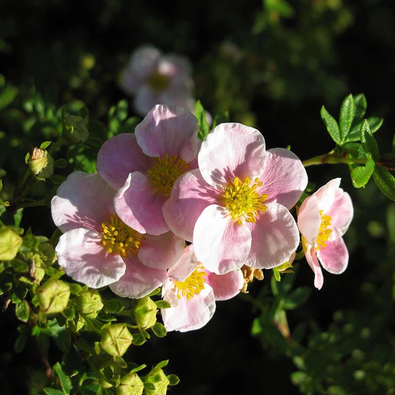 Trädgårdstok 'Pink Beauty' 10-pack 5 Trädgårdstok 'Pink Beauty' 10-pack - Image 3