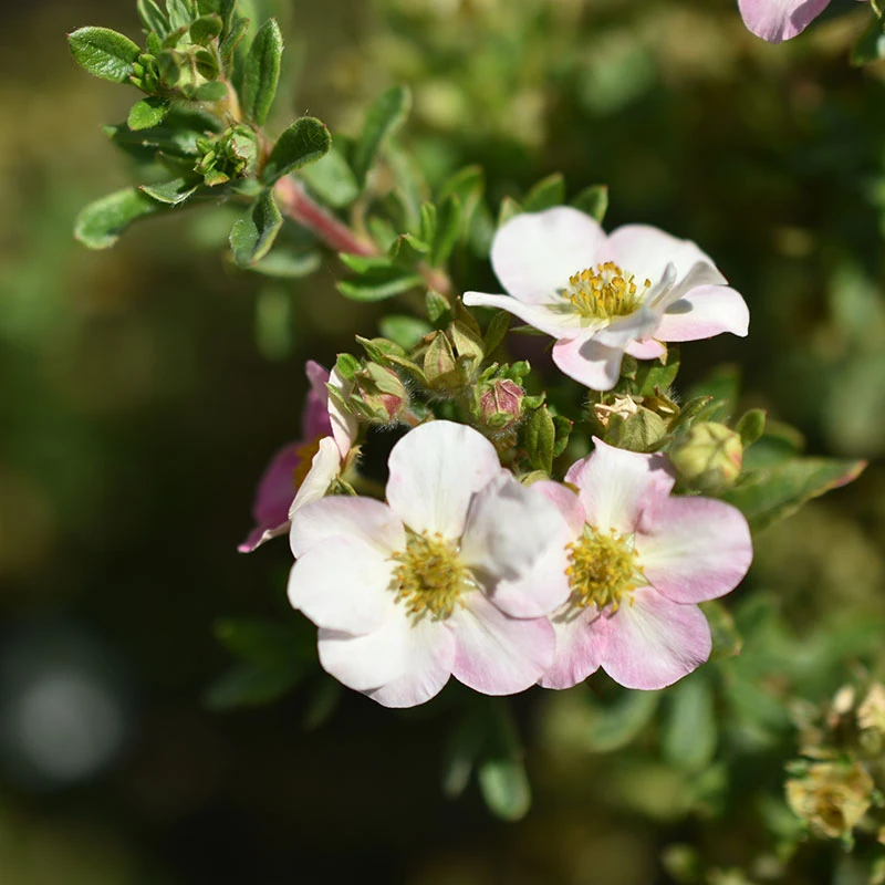 Trädgårdstok 'Pink Beauty' 10-pack 3 Trädgårdstok 'Pink Beauty' 10-pack