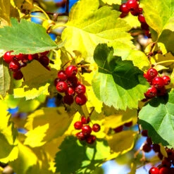 Scharlakanshagtorn 10-pack 7 Scharlakanshagtorn 10-pack -Elho Garden Shop hackvaxt scharlakanshagtorn 2