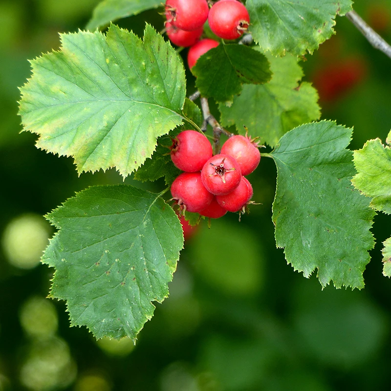 Scharlakanshagtorn 10-pack 3 Scharlakanshagtorn 10-pack