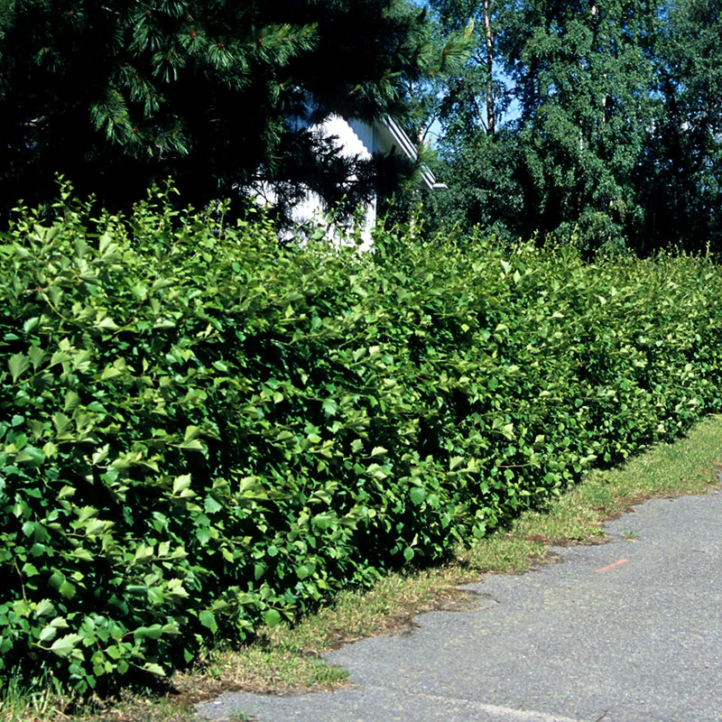 Häckhagtorn FK UPPSALA E, 20-pack 4 Häckhagtorn FK UPPSALA E, 20-pack - Image 2