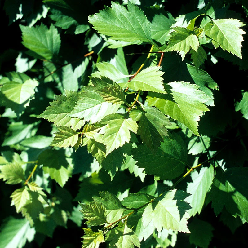 Häckhagtorn FK UPPSALA E, 20-pack 3 Häckhagtorn FK UPPSALA E, 20-pack