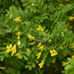 Häckkaragan 20-pack