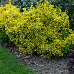 Klätterbenved 'Emerald 'n' Gold' 20-pack 6 Klätterbenved 'Emerald 'n' Gold' 20-pack -Elho Garden Shop hackvaxter klatterbenved emerald n gold 2