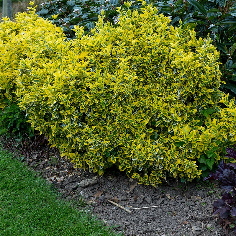 Klätterbenved 'Emerald 'n' Gold' 20-pack 4 Klätterbenved 'Emerald 'n' Gold' 20-pack - Image 2