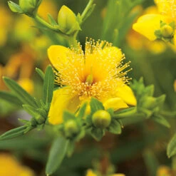 Knapphyperikum 'Gemo' 20-pack