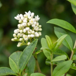 Liguster 20-pack 4 Liguster 20-pack -Elho Garden Shop hackvaxter liguster