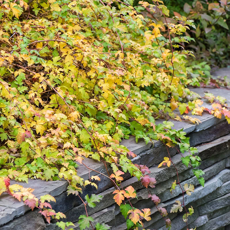 Liten Stefanandra 'Crispa' 20-pack 4 Liten Stefanandra 'Crispa' 20-pack - Image 2