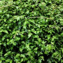 Liten Stefanandra 'Crispa' 20-pack 7 Liten Stefanandra 'Crispa' 20-pack -Elho Garden Shop hackvaxter liten stefanandra Crispa 2