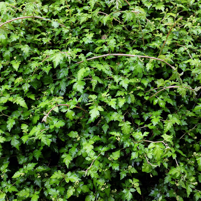 Liten Stefanandra 'Crispa' 20-pack 5 Liten Stefanandra 'Crispa' 20-pack - Image 3