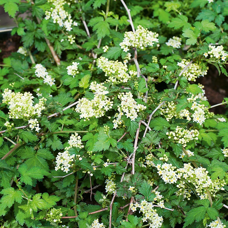 Liten Stefanandra 'Crispa' 20-pack 3 Liten Stefanandra 'Crispa' 20-pack