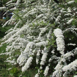 Norskspirea 'Grefsheim' E, 20-pack