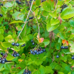 Slånaronia 'Elata' 20-40 Cm, 20-pack 9 Slånaronia 'Elata' 20-40 Cm, 20-pack -Elho Garden Shop hackvaxter slanaronia elata 20 40 cm bar