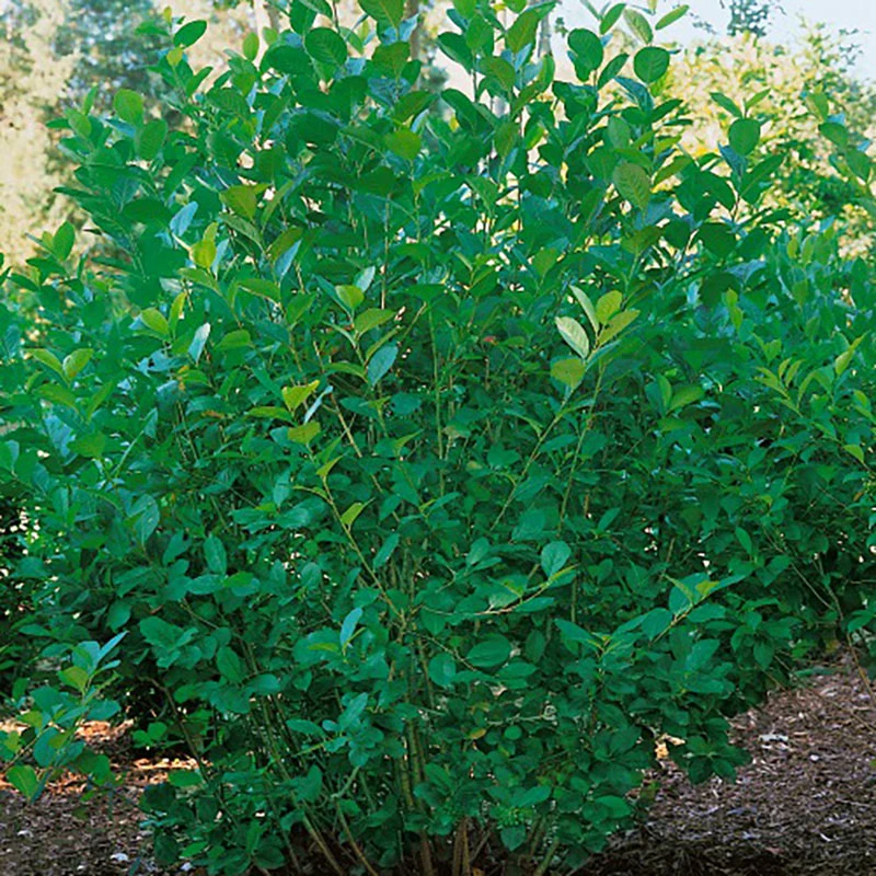 Slånaronia 'Elata' 20-40 Cm, 20-pack 3 Slånaronia 'Elata' 20-40 Cm, 20-pack