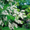 Hägg 50-80 Cm, 100-pack 2 Hägg 50-80 Cm, 100-pack -Elho Garden Shop hagg prunus padus