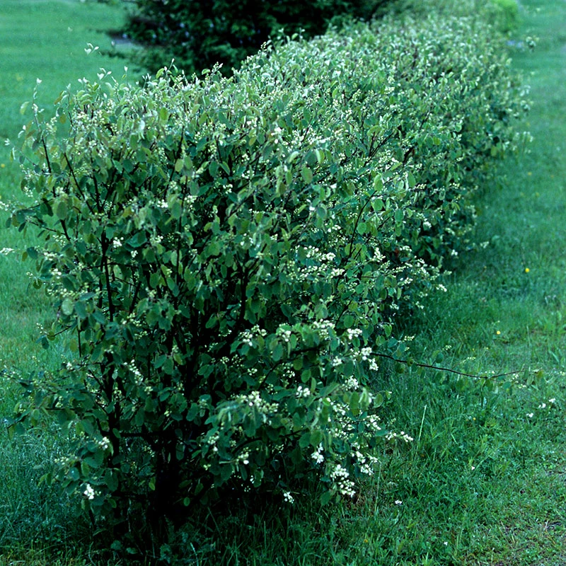 Häggmispel 50-80 Cm, 100-pack 3 Häggmispel 50-80 Cm, 100-pack