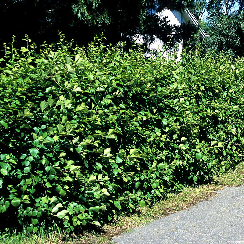 Hagtorn 10-pack 4 Hagtorn 10-pack - Image 2