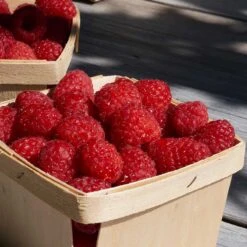 Trädgårdshallon 'Malling Promise', 1-pack -Elho Garden Shop hallon inspirationsbild 1