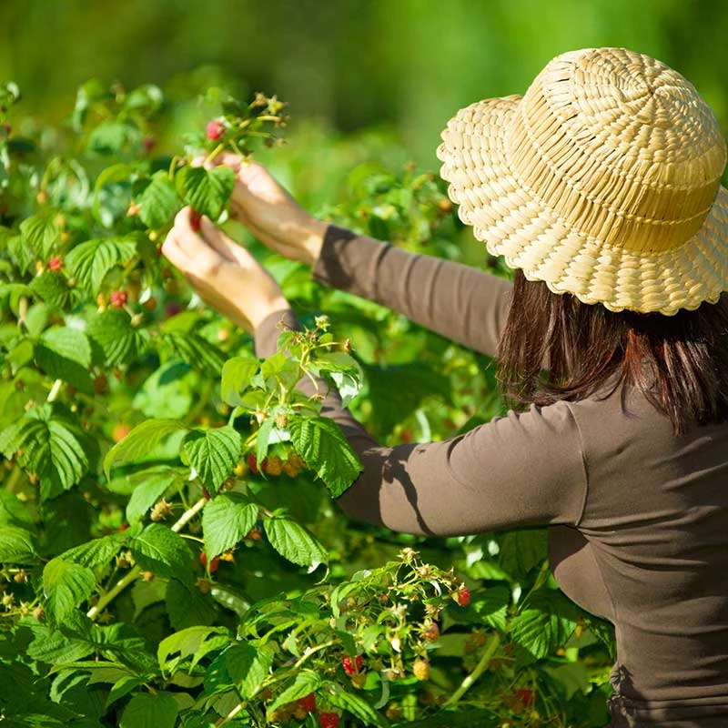 Trädgårdshallon 'Ottawa', 1-pack 4 Trädgårdshallon 'Ottawa', 1-pack - Image 2