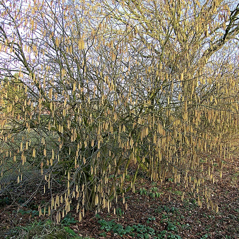 Hassel 'Cosford' 3 Hassel 'Cosford'