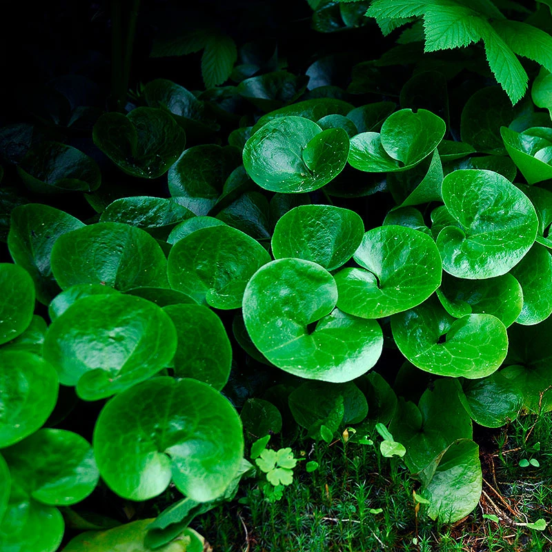 Hasselört, 6-pack 3 Hasselört, 6-pack