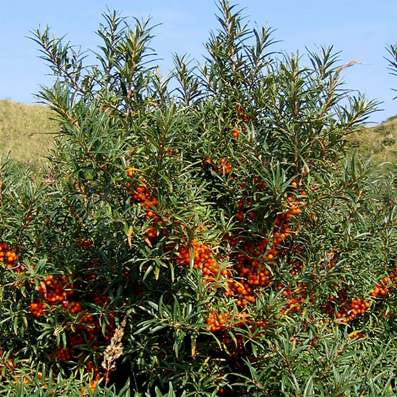 Havtornspaket 3 Havtornspaket