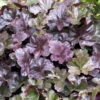 Alunrot 'Obsidian', 3-pack 2 Alunrot 'Obsidian', 3-pack -Elho Garden Shop heuchera obsidian alunrot