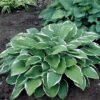 Blomsterfunkia 'Francee', 3-pack 1 Blomsterfunkia 'Francee', 3-pack -Elho Garden Shop hosta fortunei francee blomsterfunkia