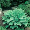 Funkia 'Krossa Regal', 3-pack 2 Funkia 'Krossa Regal', 3-pack -Elho Garden Shop hosta krossa regal funkia