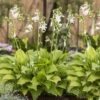 Doftfunkia 'Royal Standard', 3-pack 2 Doftfunkia 'Royal Standard', 3-pack -Elho Garden Shop hosta royal standard doftfunkia