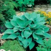 Blåfunkia, 3-pack 1 Blåfunkia, 3-pack -Elho Garden Shop hosta tardiana halcon blafunkia
