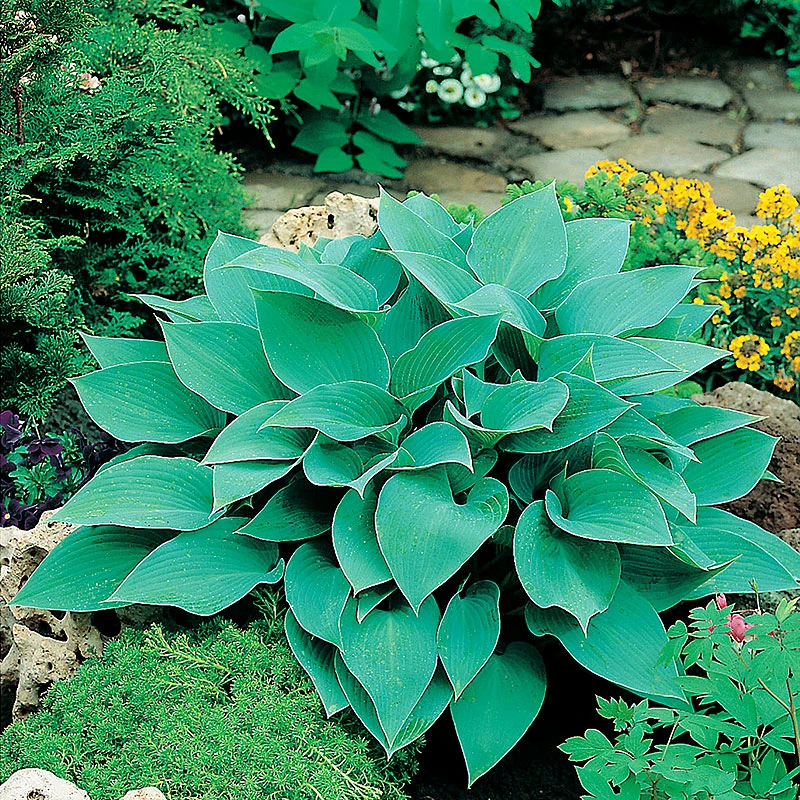 Blåfunkia, 3-pack 3 Blåfunkia, 3-pack