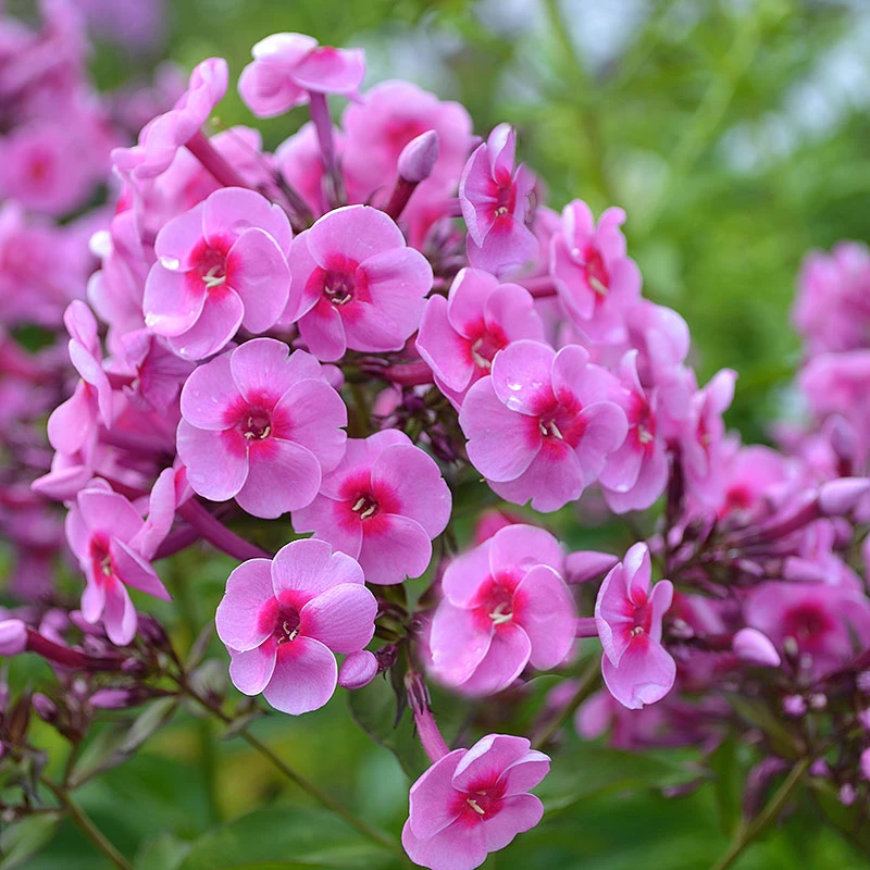 Höstflox 'Morfar Albert', 3-pack 3 Höstflox 'Morfar Albert', 3-pack