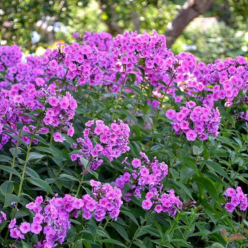 Höstflox 'Morfar Albert', 3-pack 4 Höstflox 'Morfar Albert', 3-pack - Image 2