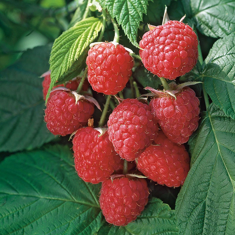 Hösthallon 'Autumn Bliss' 3 Hösthallon 'Autumn Bliss'